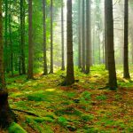 Ortaya çıktı ki ağaçlar birbiriyle konuşuyormuş!