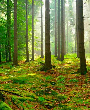 Ortaya çıktı ki ağaçlar birbiriyle konuşuyormuş!