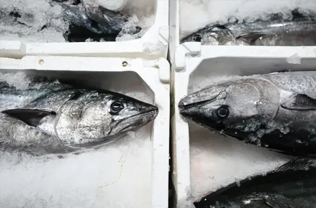 40 yıl sonra Marmara'ya döndü! Fiyatı 3 bin 500 TL 40 yıl sonra Marmara'ya döndü! Fiyatı 3 bin 500 TL