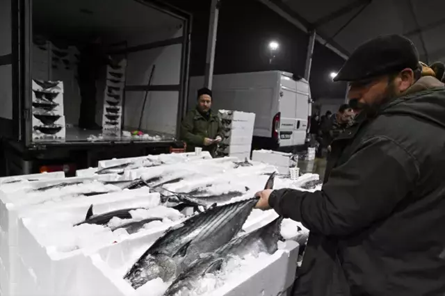 40 yıl sonra Marmara'ya döndü! Fiyatı 3 bin 500 TL 40 yıl sonra Marmara'ya döndü! Fiyatı 3 bin 500 TL