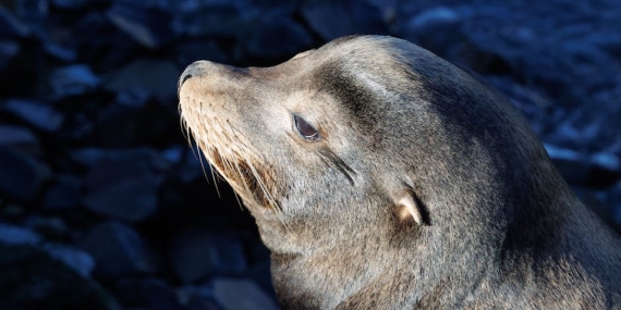 Kartepe-Zirvesi8217ndeki-Greenpark-Otele-Muhur-Vuruldu-featured