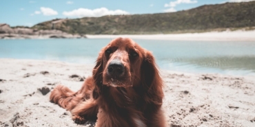 Galatasaray-Yildiz-Pasor-Caprazi-Alexia-Carutasu-ile-Sozlesme-Yeniledi-featured