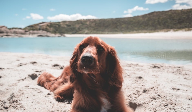 Galatasaray-Yildiz-Pasor-Caprazi-Alexia-Carutasu-ile-Sozlesme-Yeniledi-featured