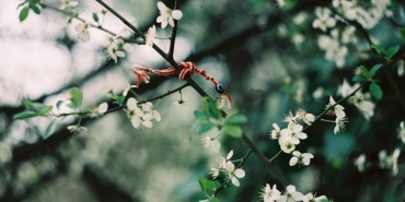Martenicka-Balkanlarin-Kirmizi-Beyaz-Bahar-Mujdecisi-featured